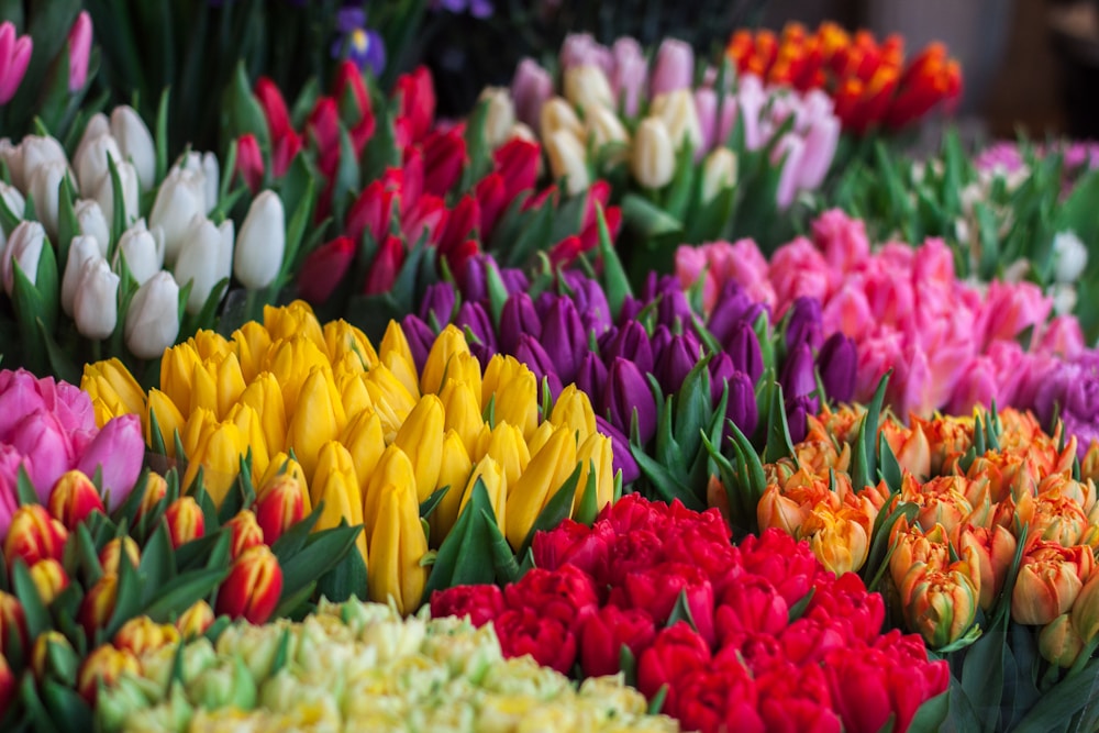Bloemen en planten